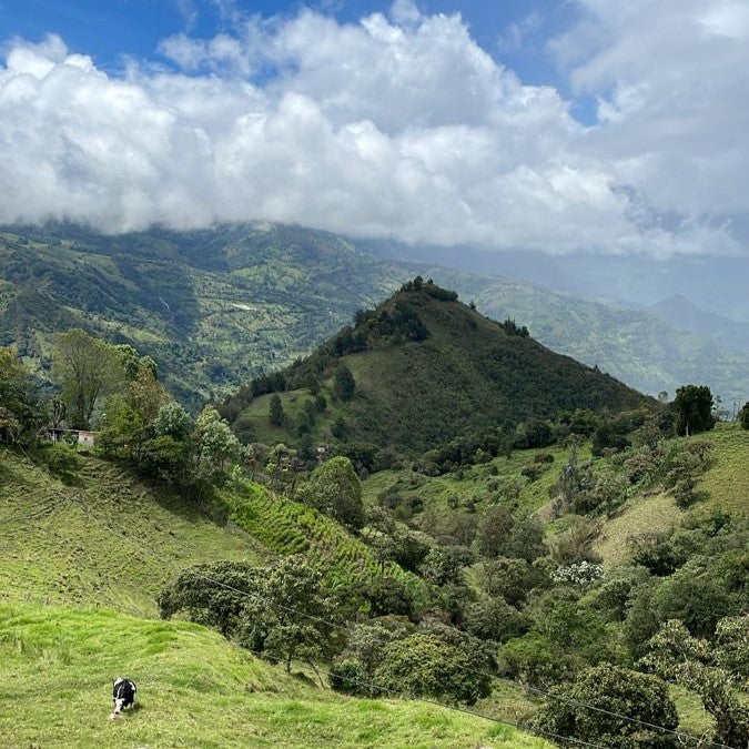 Does Colombian Climate Impact the Quality of Emeralds?